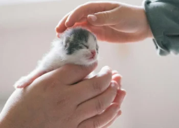 Trabalho Voluntário com Animais: Contribua para uma Causa Nobre