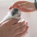 Trabalho Voluntário com Animais: Contribua para uma Causa Nobre